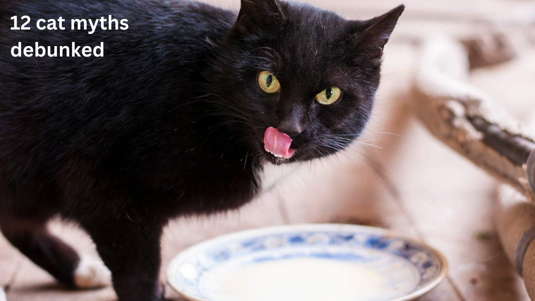 black cat drinking milk from a saucer