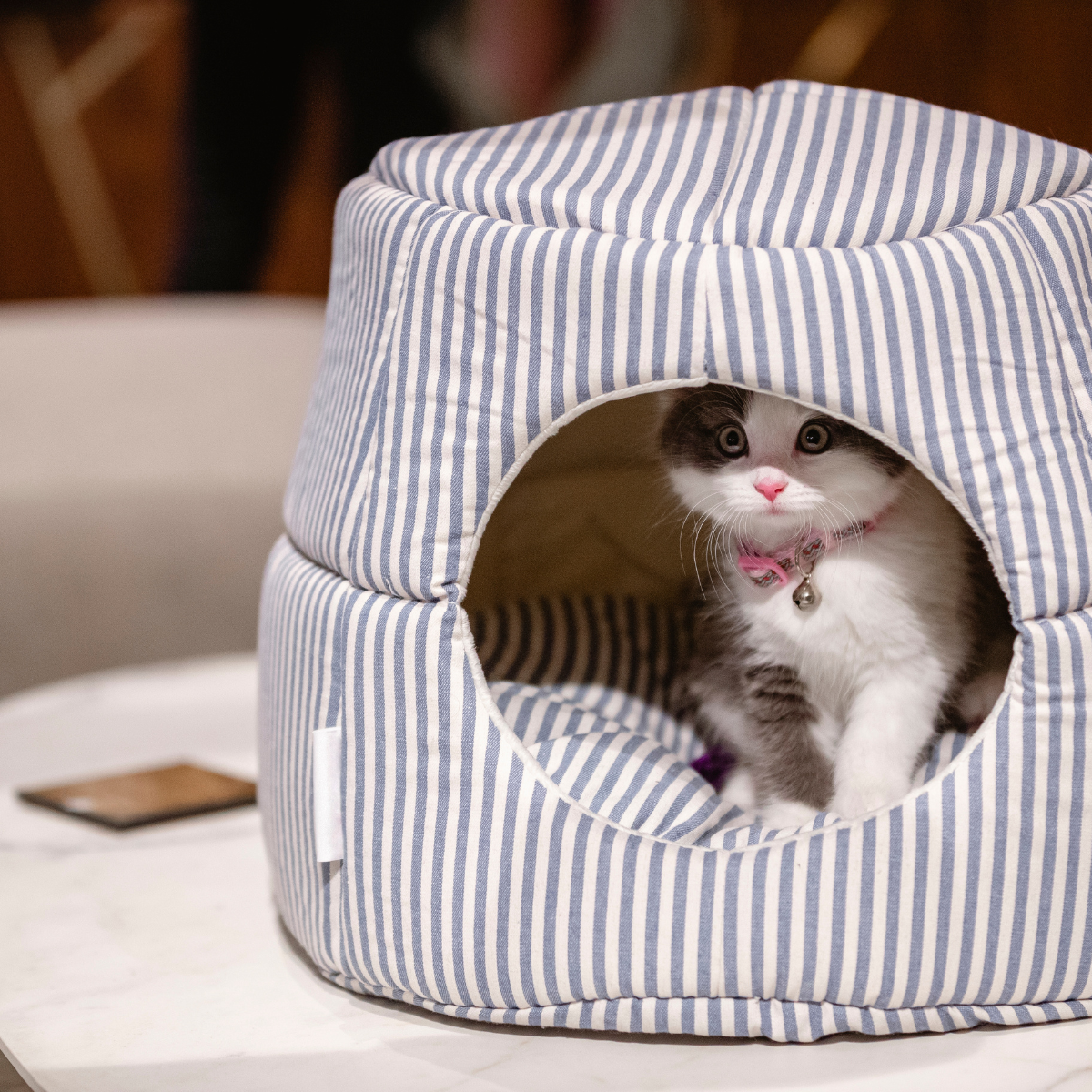 Treat your feline friend to the ultimate comfort! Explore our collection of cat beds, featuring novelty shapes, orthopaedic support, modern designs, and natural fibers. Find the purrfect spot for your kitty to rest and relax!