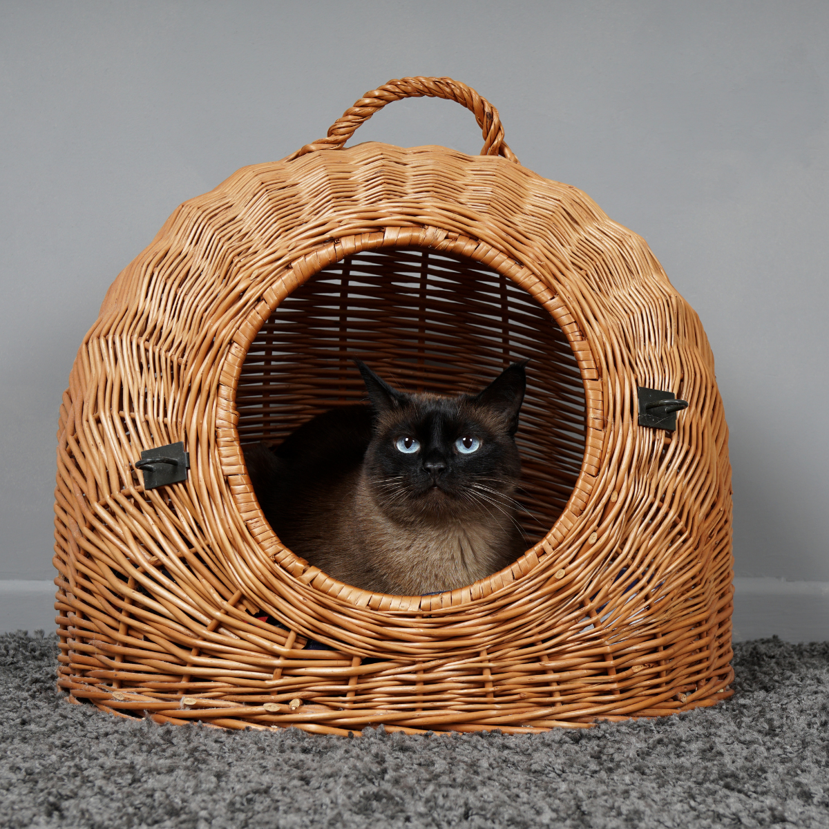 Give your pet the ultimate comfort and security they deserve! Burrow and Hideaway Pet Beds offer a cozy retreat that mimics their natural habitat, providing a sense of safety and comfort. Explore our range of pet beds today!