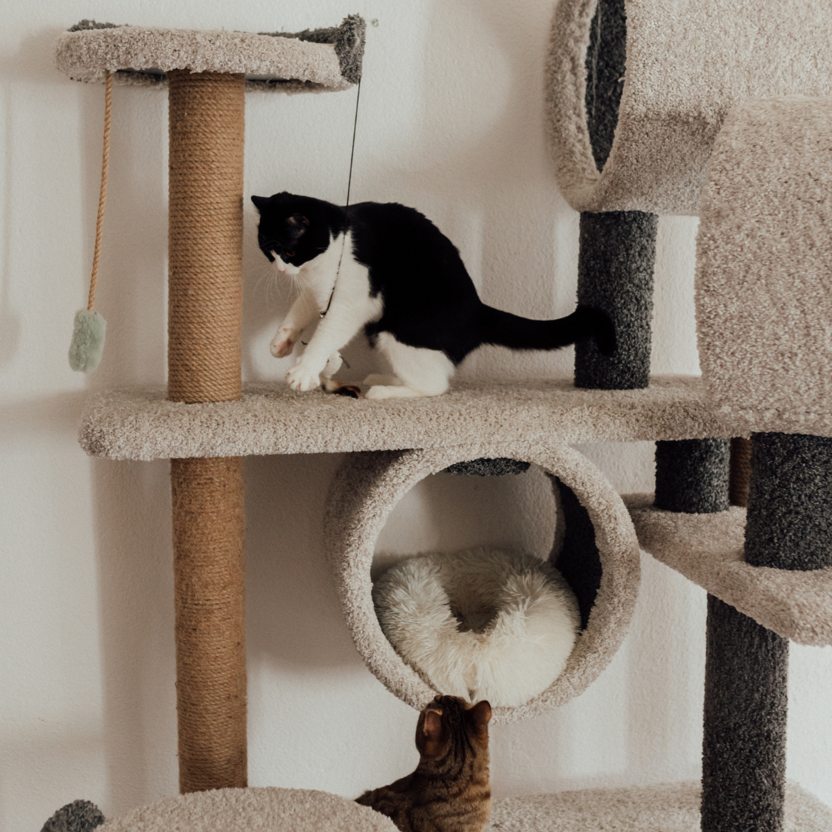 Transform your home into a feline fantasyland! Discover our purrfect cat playgrounds, designed to unleash your cat's natural instincts and provide endless entertainment, exercise, and relaxation.