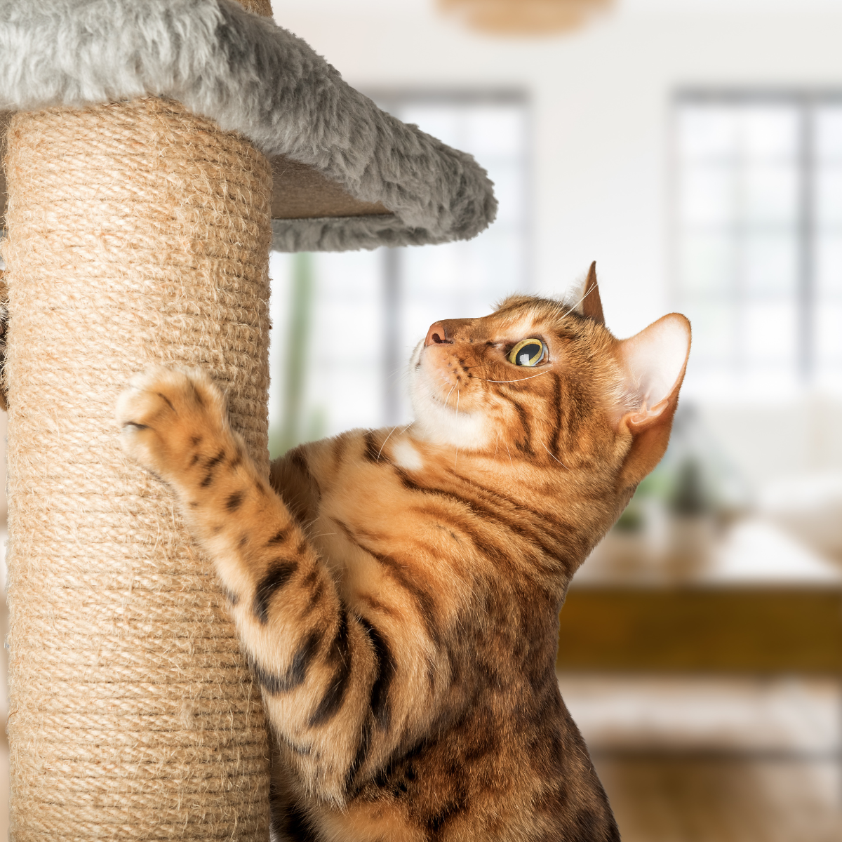 Save your sofa, save your sanity! Discover the purr-fect solution to cat scratching woes with our stylish and sturdy cat scratching posts. Redirect your cat's energy and protect your furniture today!