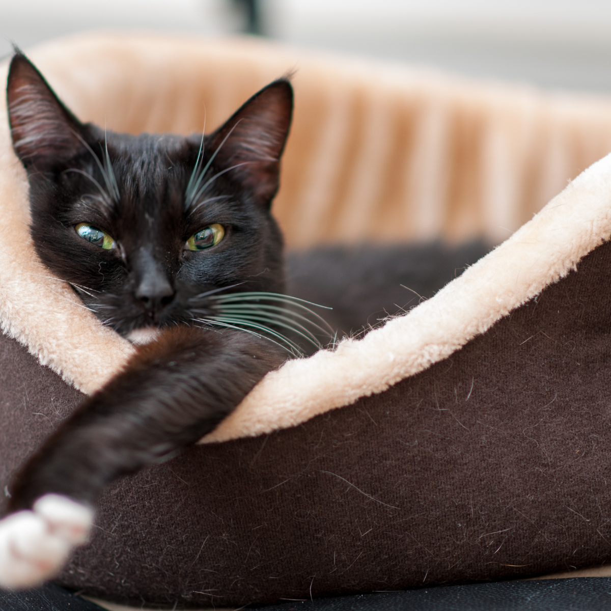 Give your pet the ultimate sleeping experience with Contour pet beds! Our uniquely designed beds provide comfort, support, and relief from arthritis and joint pain, ensuring your furry friend wakes up feeling refreshed and rejuvenated.