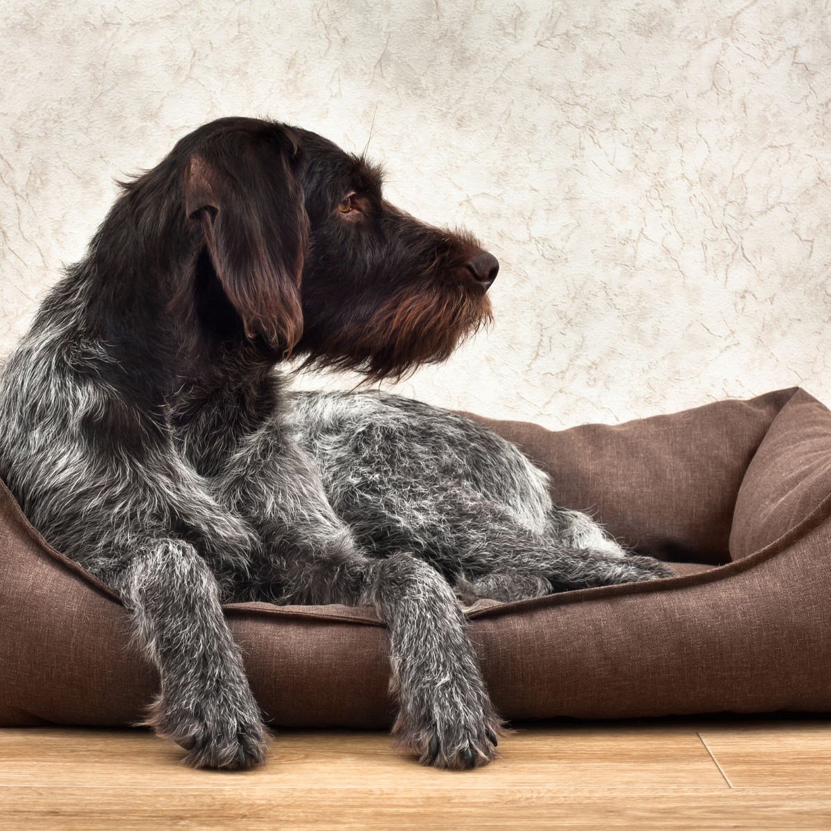 Give your furry friend the comfort they deserve! Discover the perfect dog bed for your canine companion's unique needs and personality, from plush orthopaedic beds to spacious memory foam mattresses.