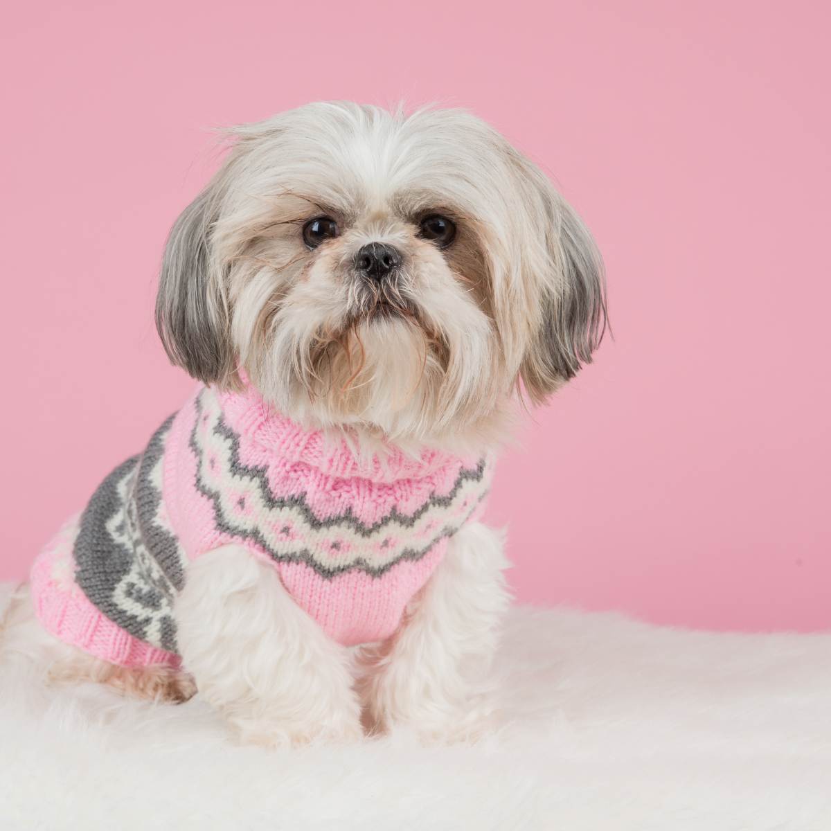 Dress your dog in style! From adorable hoodies to waterproof jackets, our dog clothing collection has it all. Keep your furry friend warm, comfortable, and stylish, while also adding a touch of personality to their daily walks.