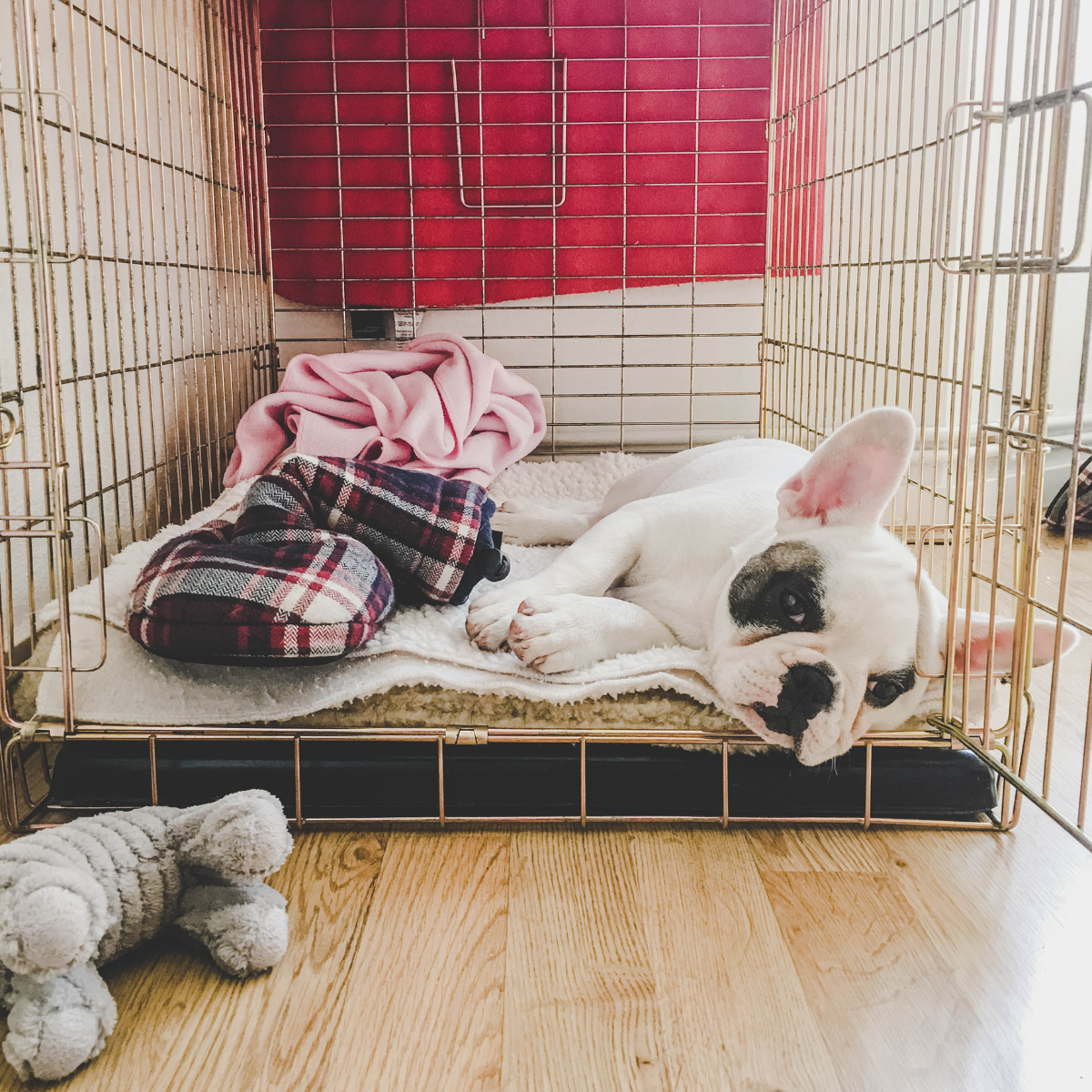 Dog Crates & Kennels - French bull dog in a crate, sleeping