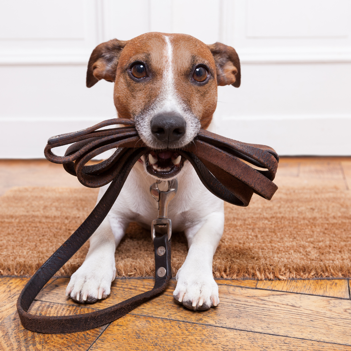 Take the lead with the perfect dog leash! Discover how a high-quality leash can impact your dog's comfort, safety, and behavior. Find the ideal leash for your furry friend's unique needs and personality.