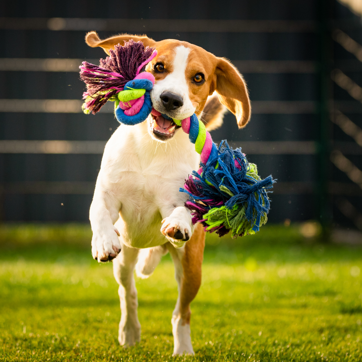 Unleash your dog's happiness! Discover the perfect toys for your furry friend, from durable chew toys to interactive playmates, and keep them mentally and physically stimulated, happy, and healthy.