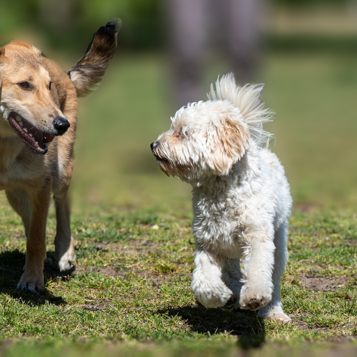 Spoil your furry friend with the best! Discover a wide range of pet products that can elevate your dog's comfort, health, and happiness. From cozy beds to stylish coats, engaging toys, and more, we've got everything you need to make your dog's tail wag!